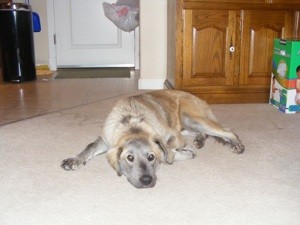 What Breed is My Dog?